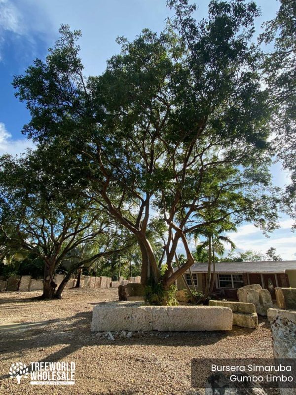 Bursera Simaruba - Gumbo Limbo - Specimen