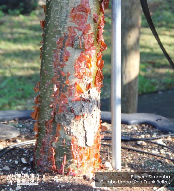 Bursera-Simaruba-Gumbo-Limbo-Trunk-Red-Trunk-Belize