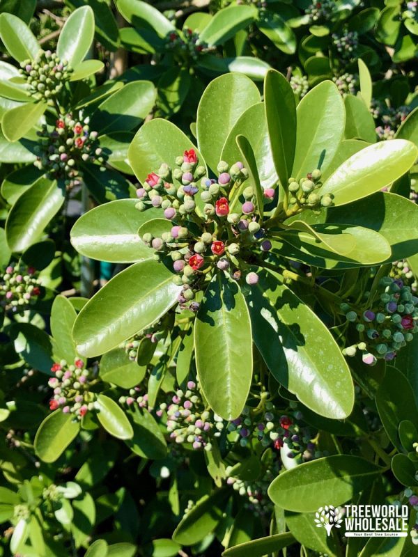 Canella Winterana - Cinnamon Bark - Flower - Leaf