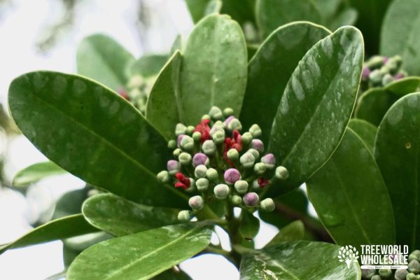 Canella Winterana - Cinnamon Bark - Flower - Leaf