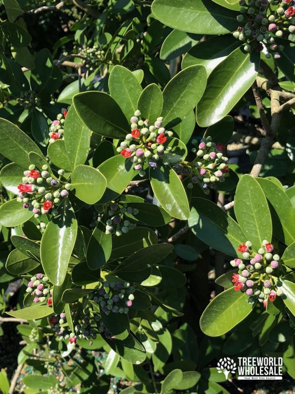 Canella Winterana - Cinnamon Bark - Flower - Leaf