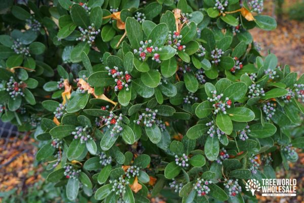 Canella Winterana - Cinnamon Bark - Flower - Leaf