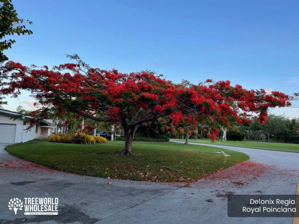 Delonix Regia - Royal Ponciana, Flamboyant - Specimen