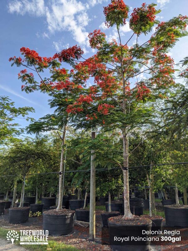 Delonix Regia - Royal Ponciana