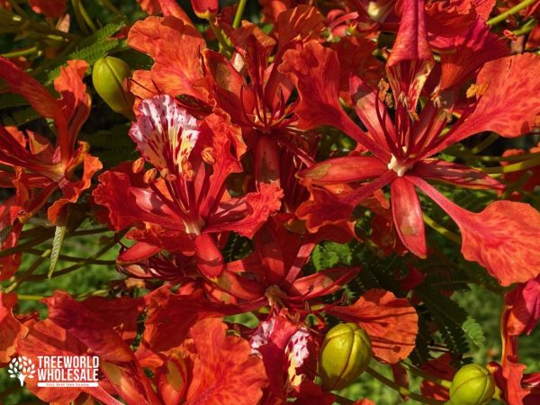 Delonix Regia - Royal Ponciana, Flamboyant - Flower