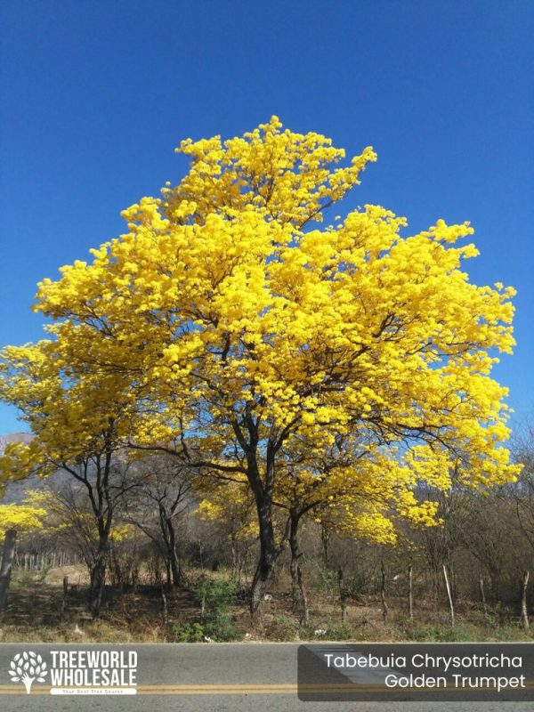 Specimen -Tabebuia Chrysotricha - Golden Trumpet