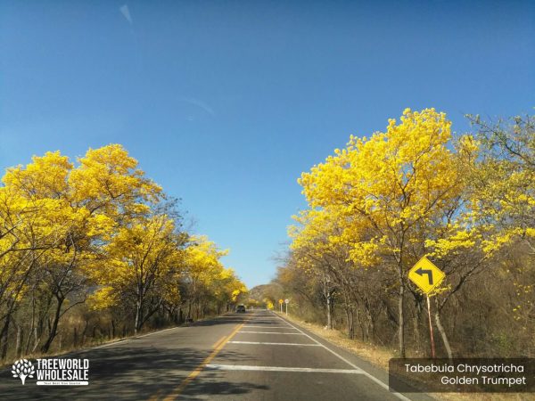 Specimen -Tabebuia Chrysotricha - Golden Trumpet