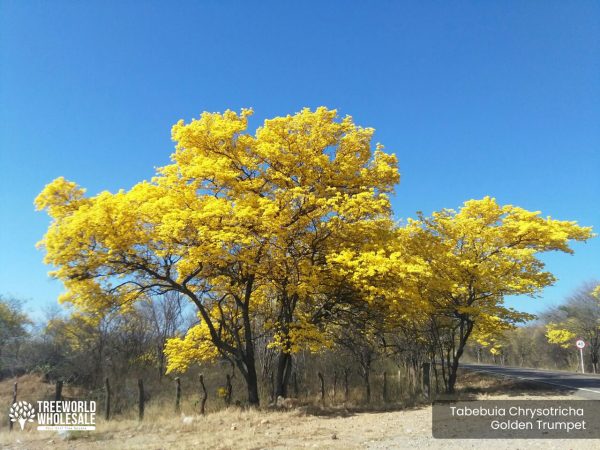 Specimen -Tabebuia Chrysotricha - Golden Trumpet