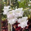 Tabebuia Bahamensis - White Tabebuia, Bahamian Trumpet Tree