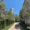 Tabebuia Bahamensis - White Tabebuia, Bahamian Trumpet Tree - Specimen