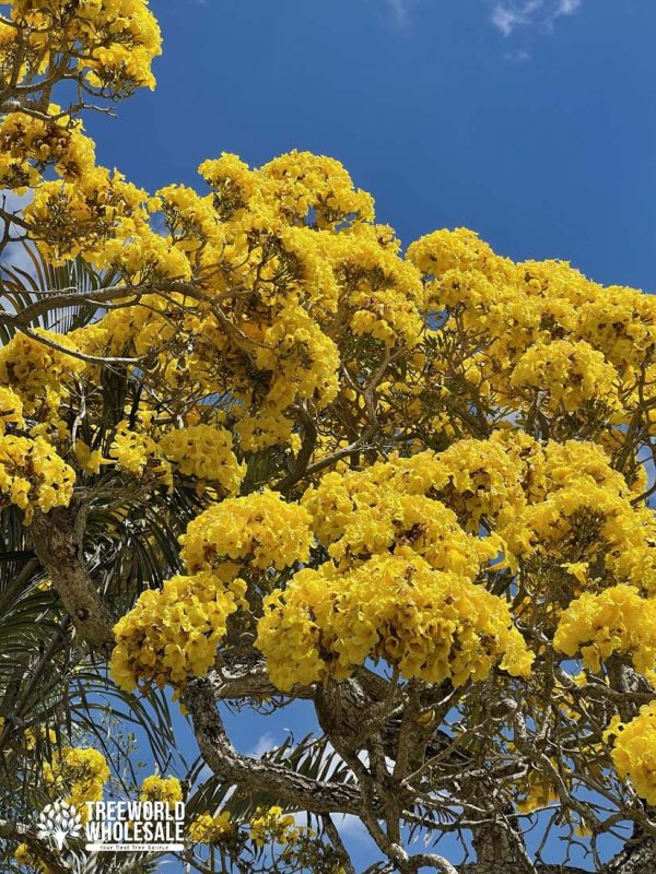 Tabebuia Caraiba - Yellow Trumpet - Flower