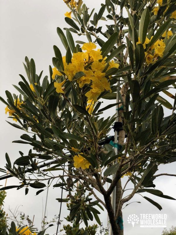 Tabebuia Caraiba - Yellow Trumpet - Flower - Leaf