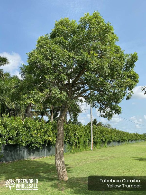 Tabebuia Caraiba - Yellow Trumpet - Specimen