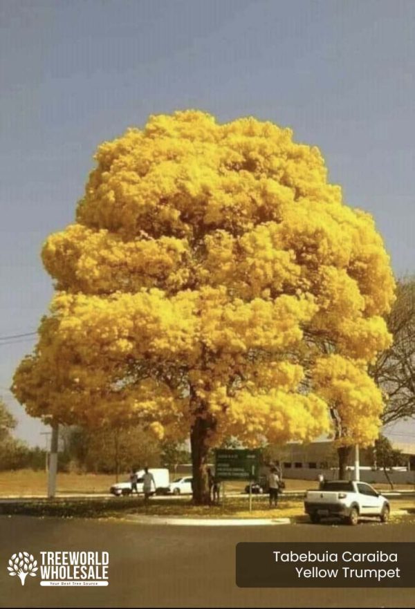 Tabebuia Caraiba - Yellow Trumpet - Specimen