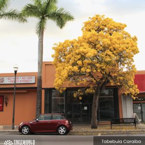 Tabebuia Caraiba - Yellow Trumpet - Specimen