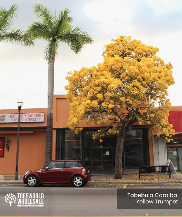 Tabebuia Caraiba - Yellow Trumpet - Specimen