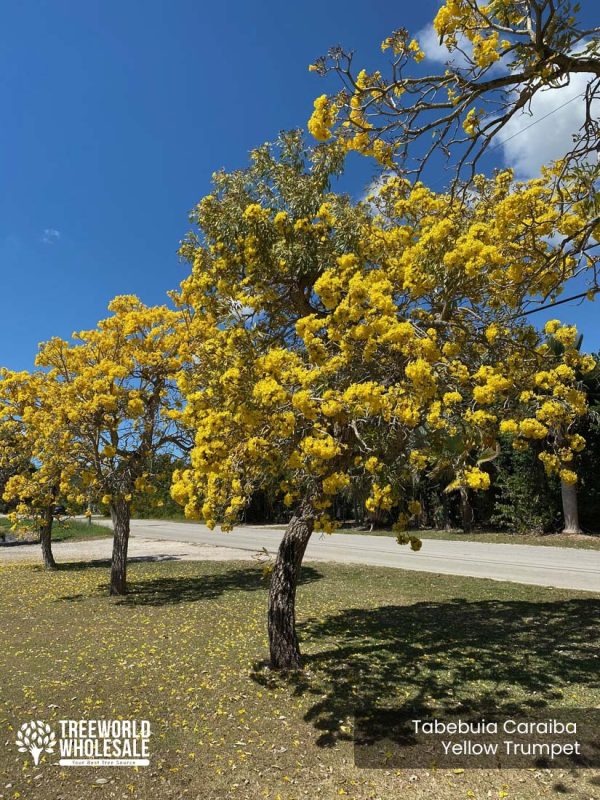 Tabebuia Caraiba - Yellow Trumpet - Specimen