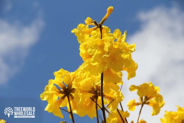 Tabebuia Chrysotricha - Golden Trumpet - Flower