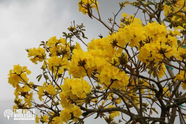 Tabebuia Chrysotricha - Golden Trumpet - Flower