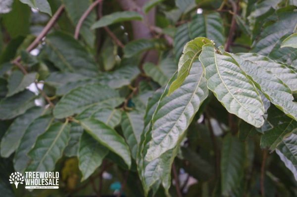 Tabebuia Chrysotricha - Golden Trumpet - Leaf