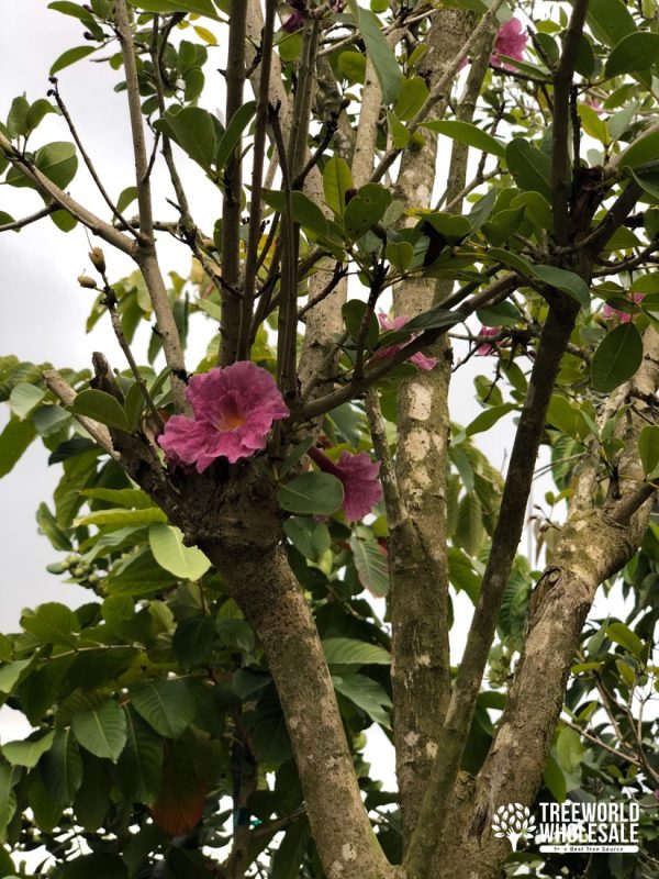 flower xHandroanthus Heterophylla var. "Queen Carib"