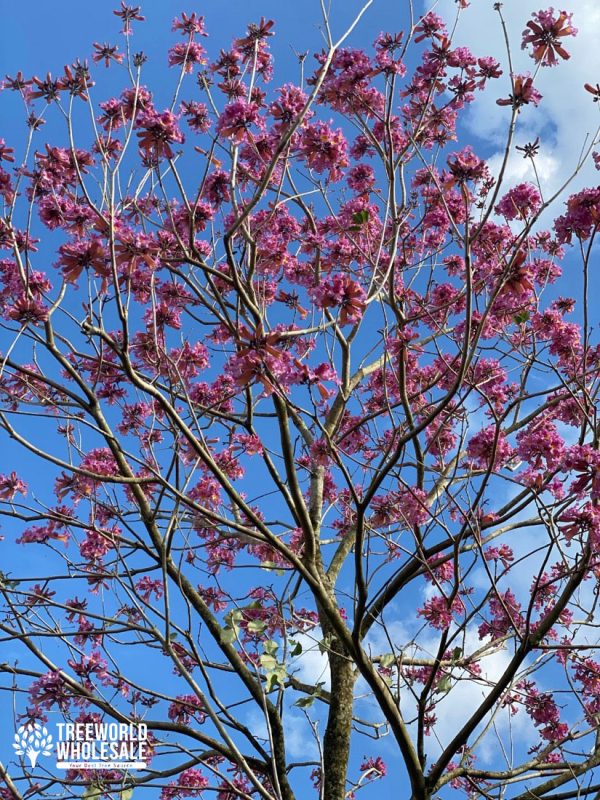 Tabebuia Impetiginosa - Purple Trumpet - Flower