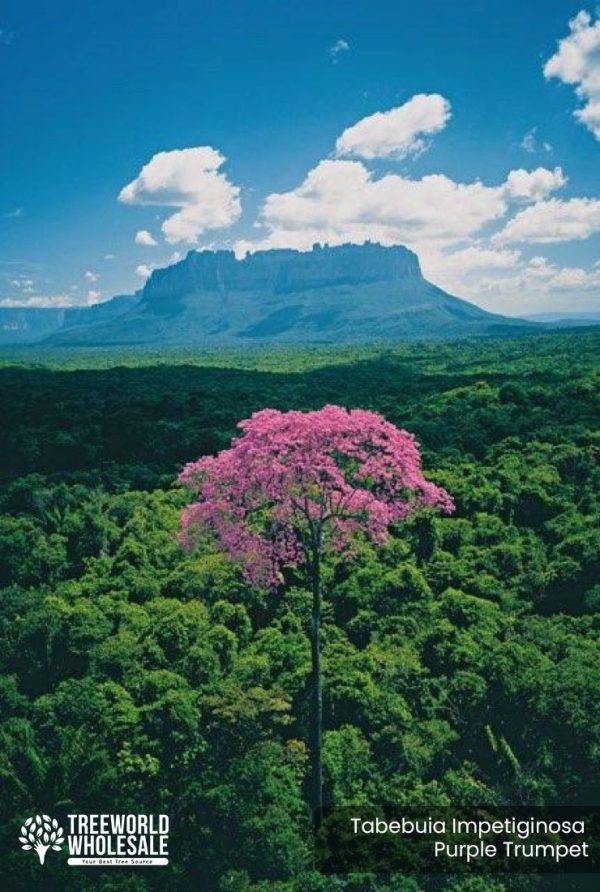 Tabebuia Impetiginosa - Purple Trumpet - Specimen