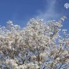 Tabebuia-Roseoalba-White-Ipe-Flower-Canopy