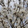 Tabebuia Roseoalba - White Ipe - Flower