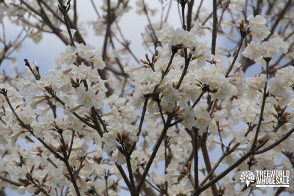 Tabebuia Roseoalba - White Ipe - Flower