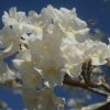 Tabebuia Roseoalba - White Ipe - Flower