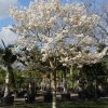 Tabebuia Roseoalba - White Ipe - Specimen