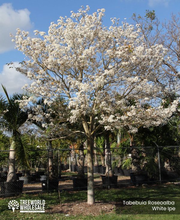 Tabebuia Roseoalba - White Ipe - Specimen