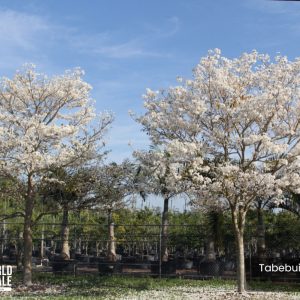 Tabebuia Roseoalba - White Ipe - Specimen