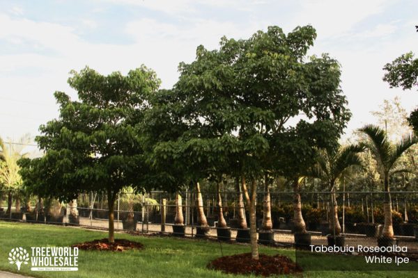 Tabebuia Roseoalba - White Ipe - Specimen