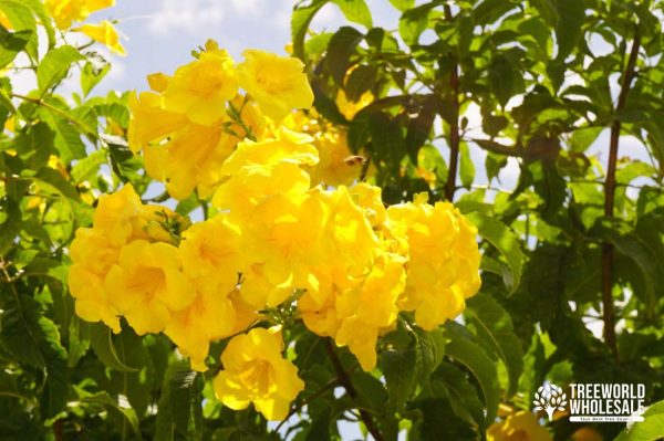 Tecoma Stans - Yellow Elder - Flower