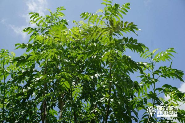 Tecoma Stans - Yellow Elder - Leaf