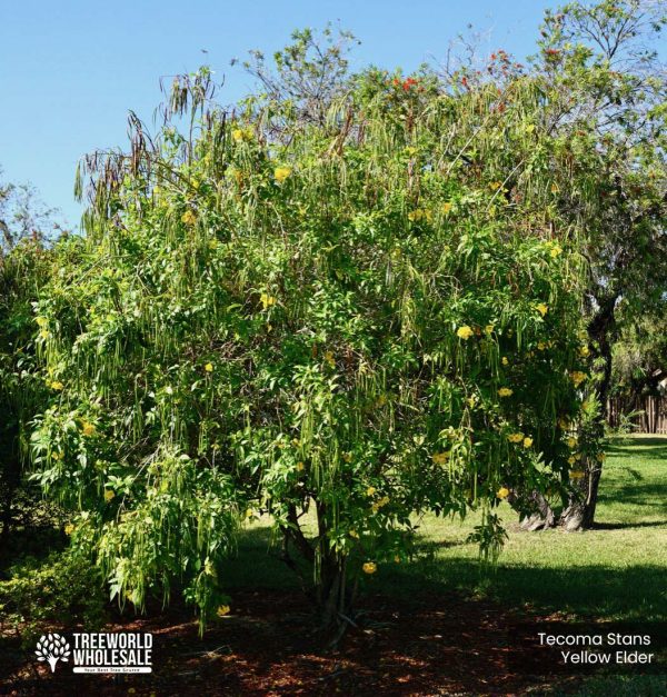 Tecoma Stans - Yellow Elder - Specimen