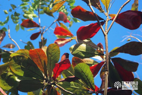 Terminalia Catappa - Pacific Almond, Tropical Almond - Leaf