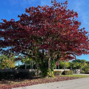 Terminalia Catappa tree - Pacific Almond, Indian almond tree for sale- Specimen