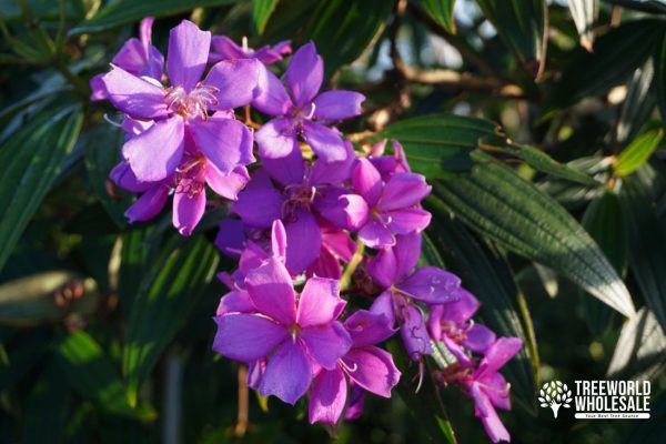 Tibouchina Granulosa - Purple Glory - Flower