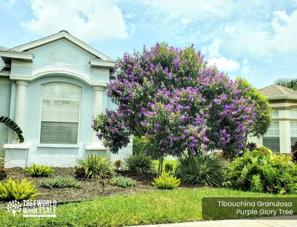 Tibouchina Granulosa - Purple Glory - Specimen