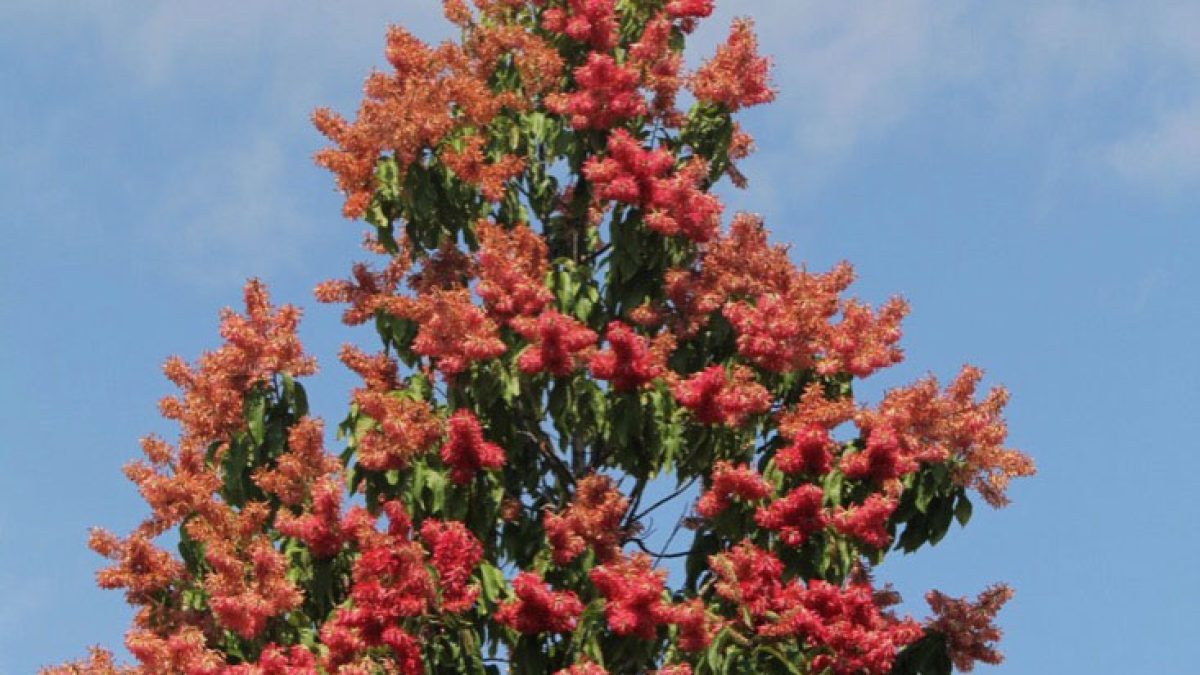 Page 5 – Trees for Sale - Buy Trees Online 🌳 | Treeworld Wholesale