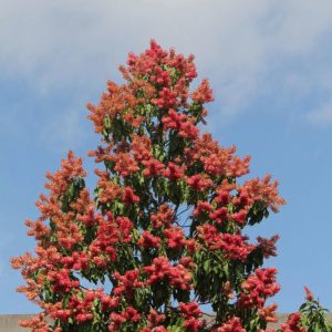 Triplaris Cumingiana - Long John Tree for sale in Florida