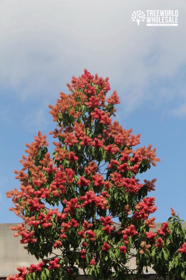 Triplaris Cumingiana - Long John Tree for sale in Florida