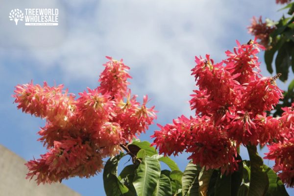 Triplaris Cumingiana - Long John - Ant Tree - Flower