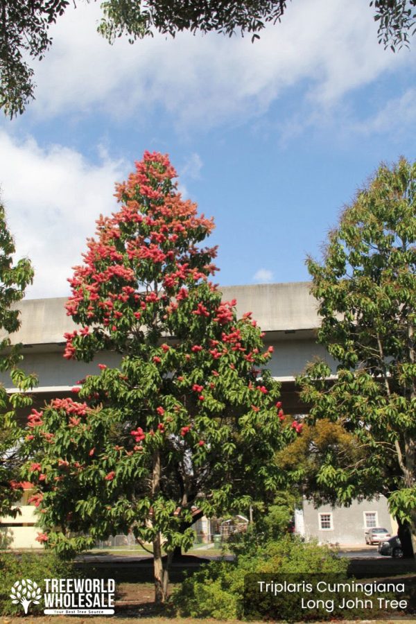 Triplaris Cumingiana - Long John - Ant Tree - Specimen