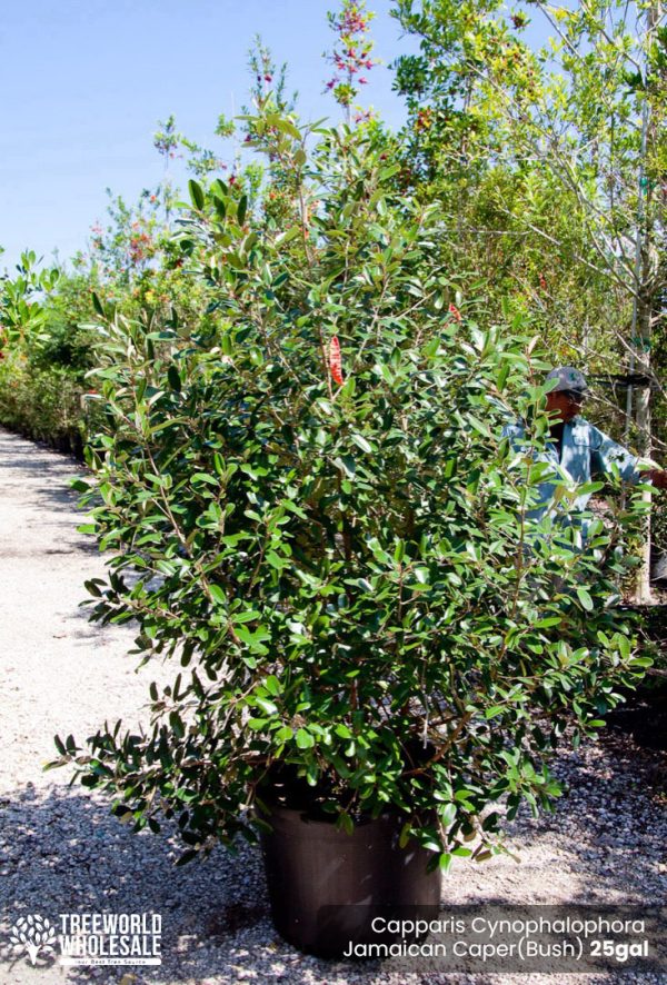 25 Gal - Capparis Cynophalophora - Jamaican Caper, Black Caper - Bush - G - W copy