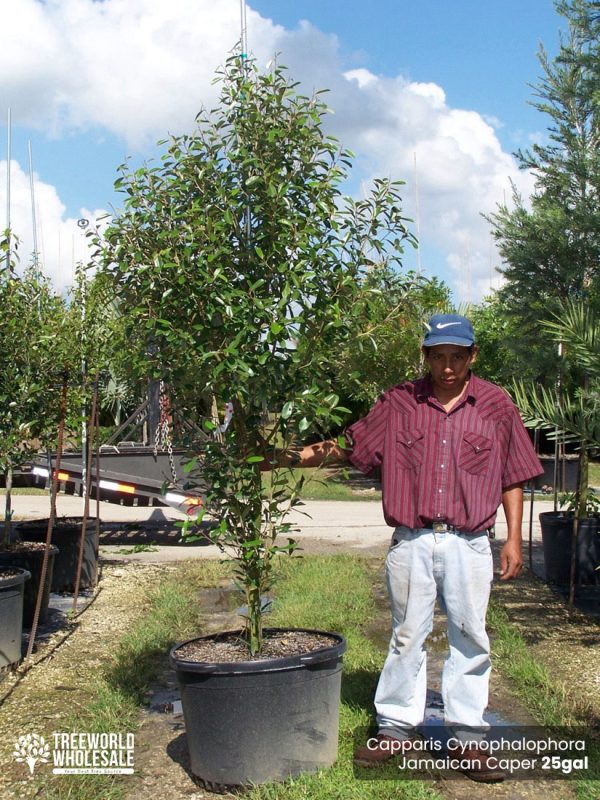 25 Gal - Capparis Cynophalophora - Jamaican Caper, Black Caper