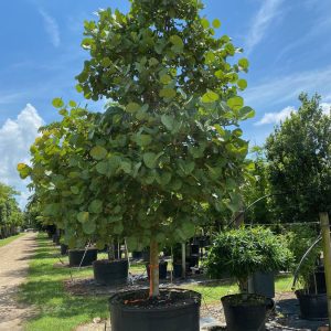 300 Gal - Coccoloba Uvifera - Sea Grape